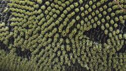 Sunflower Stock Footage