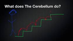 026 The Function of the Cerebellum Instructional Video