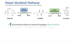 Polyol Pathway & Diabetes | The Role of Polyol Pathway in Diabetes Pathogenesis Instructional Video