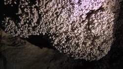 Endemic species under threat from construction boom Instructional Video