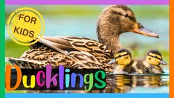 5 Duckling Facts Instructional Video