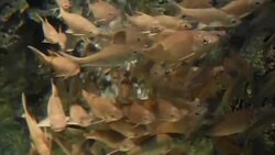 freshwater fish Stock Footage