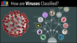 How are Viruses Classified? Instructional Video
