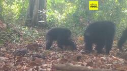 Chimpanzees caught on camera sharing boozy fruit in Guinea-Bissau News Clip