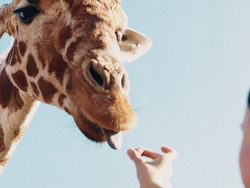 Wisdom and Problem-Solving Instructional Video