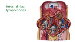 Lymphatics of the urinary organs Instructional Video