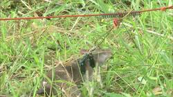 Helping Social Entrepreneurs - Hero Rats Instructional Video