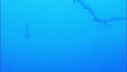 The Fascinating Anatomy and Adaptations of Sharks Instructional Video