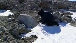 Extreme Microbes : Extremophiles - Science Nation Instructional Video