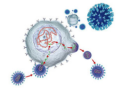 Endocytosis Instructional Video