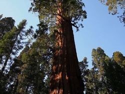 Los árboles: las partes de los árboles Instructional Video