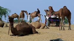 Pushkar Camel Fair, India Stock Footage