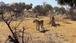 On Safari with Nala - African Lion Instructional Video