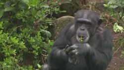 Chimpanzees in Chester Zoo enclosure News Clip