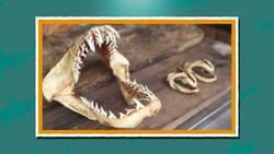 I WONDER - Do Sharks Have Bones? Me Pregunto - Tienen Huesos Los Tiburones? Instructional Video