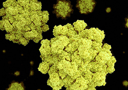 Vacunas Instructional Video