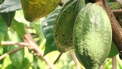 ZO:Cacao Tree (Theobroma cacao). Organic cocoa fruit pods in nature. Stock Footage