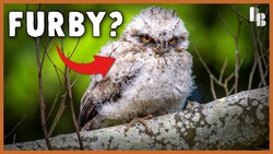 The Bird That Can Shapeshift Into A Tree Instructional Video