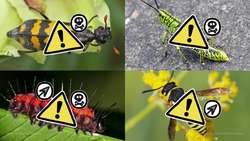 This Is Not A Bee Instructional Video