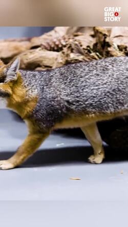The Tiny Fox Making A Bold Comeback Instructional Video