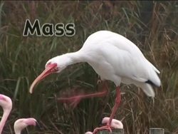 Introduction to the Metric System: Metric Mass Instructional Video