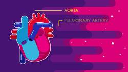 Heartbeat and Pulse Instructional Video