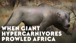 When Giant Hypercarnivores Prowled Africa Instructional Video