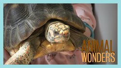 Titus' Rescue Story! Instructional Video