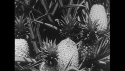 Hawaii, 1952: Stacks of sugar cane are lifted by a crane as pineapples are showcased as the second most popular crop in Hawaii Stock Footage
