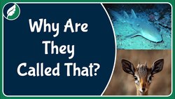 Nurse Sharks and Other Strange Names Instructional Video