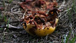 Wasp decomposes rotten pear Stock Footage