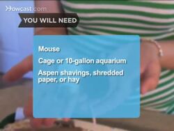 How to Care for a Pet Mouse Instructional Video