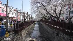 South Korea’s cherry blossoms bloom early due to climate change News Clip