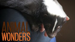 Ask Jessi 5 Instructional Video