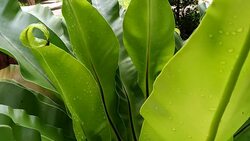 bird's nest fern Stock Footage
