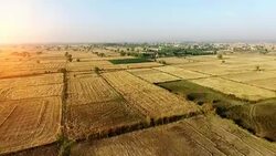 Empty field after wheat crop harvesting during summer season. Stock Footage