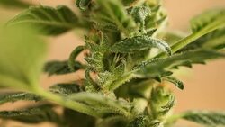 medical cannabis Stock Footage