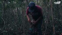 How they Still Harvest and Produce one of Humanity’s Oldest Chewing Gums Instructional Video