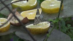 CLEAN : Colombia has the world's largest variety of butterfly species News Clip