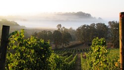 A Viticulturist In his Vineyard During Harvest Instructional Video