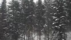 Snow Storm in woodlands - SLOW MOTION Stock Footage