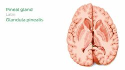 Horizontal section of the brain Instructional Video
