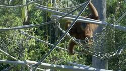 Learning New Skills With Baby Aisha Form Her Amazing Orangutan Mother Instructional Video