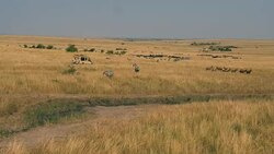 Safari Car With Tourists On The Savannah Where A Lot Of Antelopes And Zebras Stock Footage