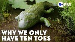 Why We Only Have Ten Toes (It's a Long Story) Instructional Video
