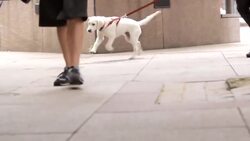 How to Pick the Right Dog Collar or Harness Instructional Video