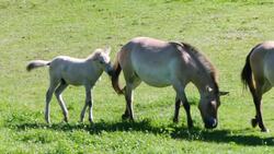 All Species of Wild Horses Have Gone Extinct... Except for One Instructional Video