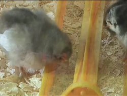 Introduction to Life Cycles Instructional Video