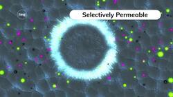The Cell Membrane Instructional Video