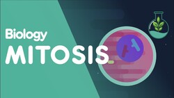Mitosis - Etapas de la Mitosis Instructional Video